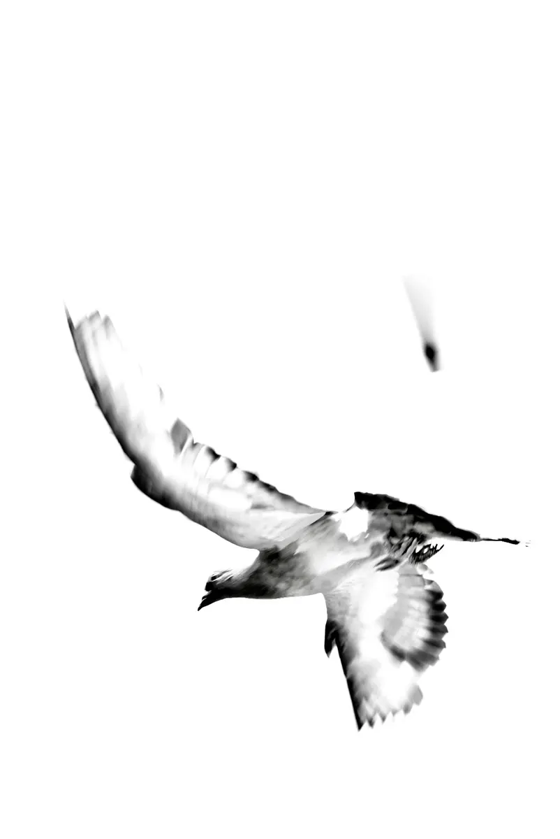 Black and white photograph 14